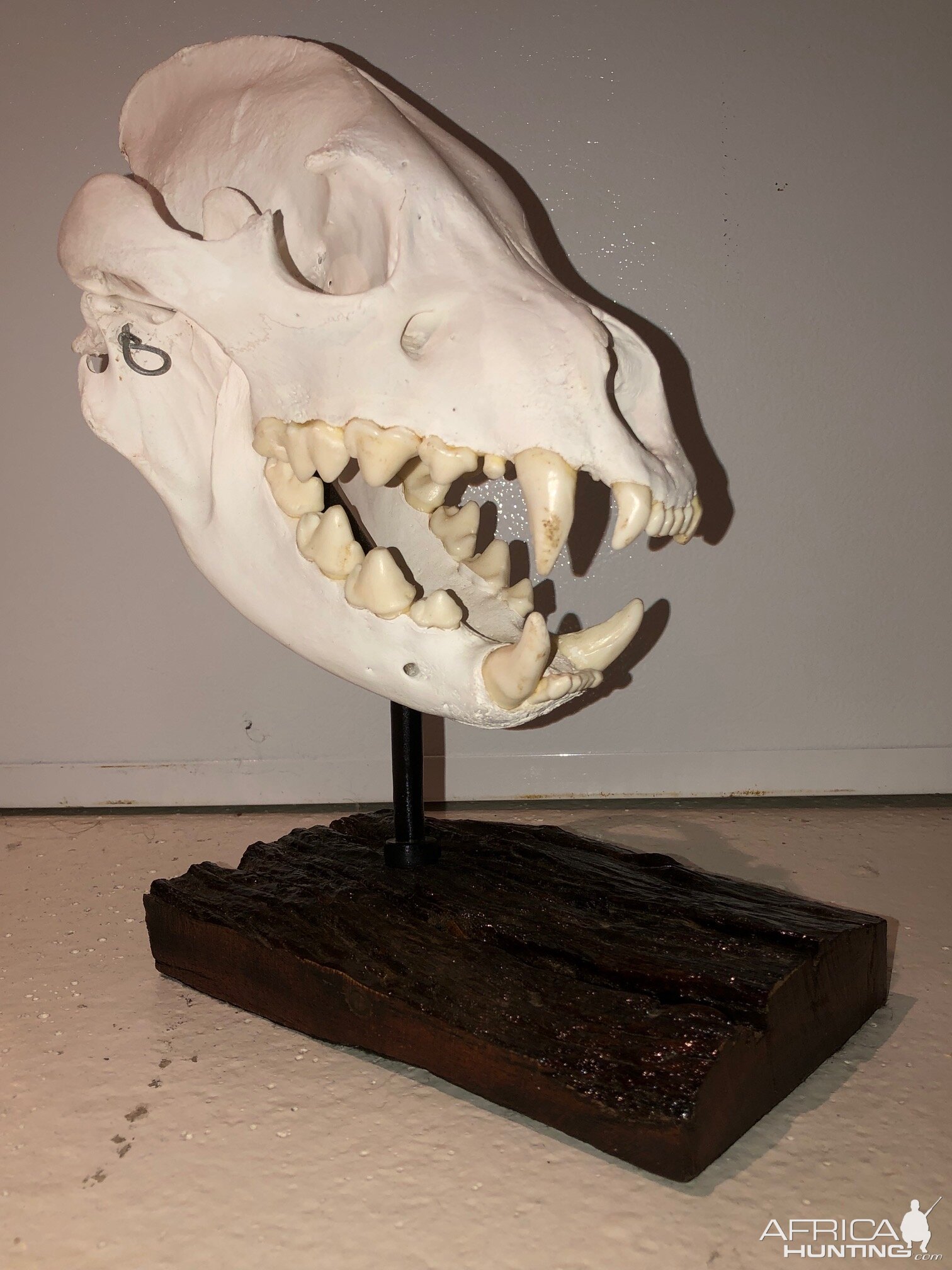 Brown Hyena European Skull Mount Taxidermy