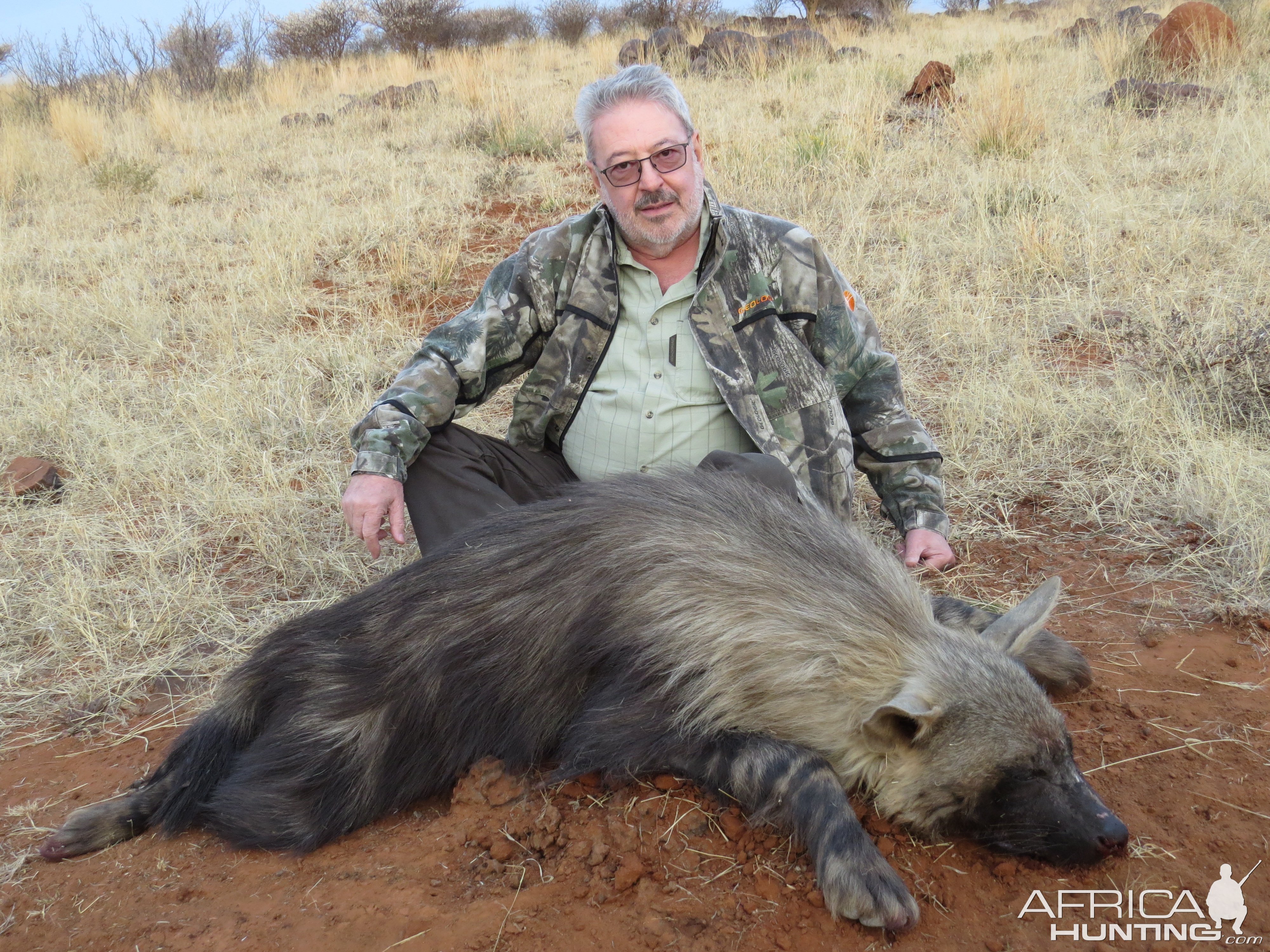 Brown Hyena Hunting Northern Cape South Africa