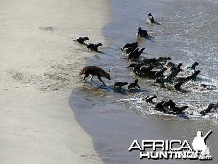 Brown Hyena hunting seals