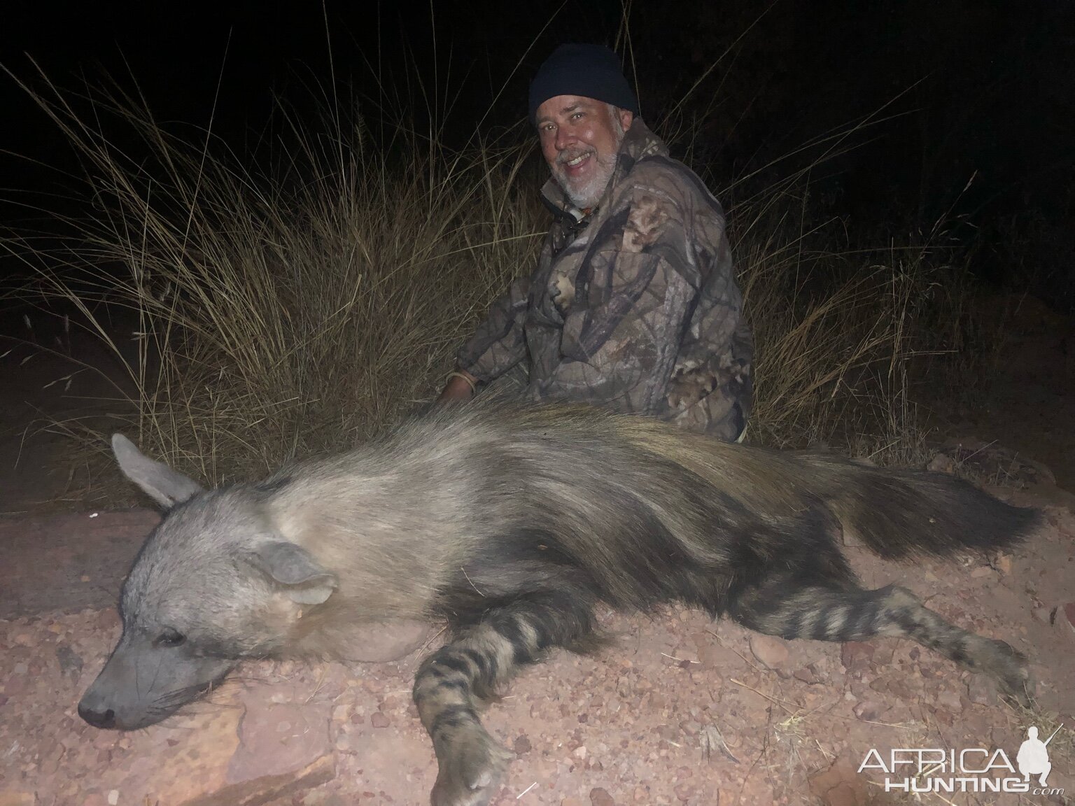 Brown Hyena Hunting South Africa