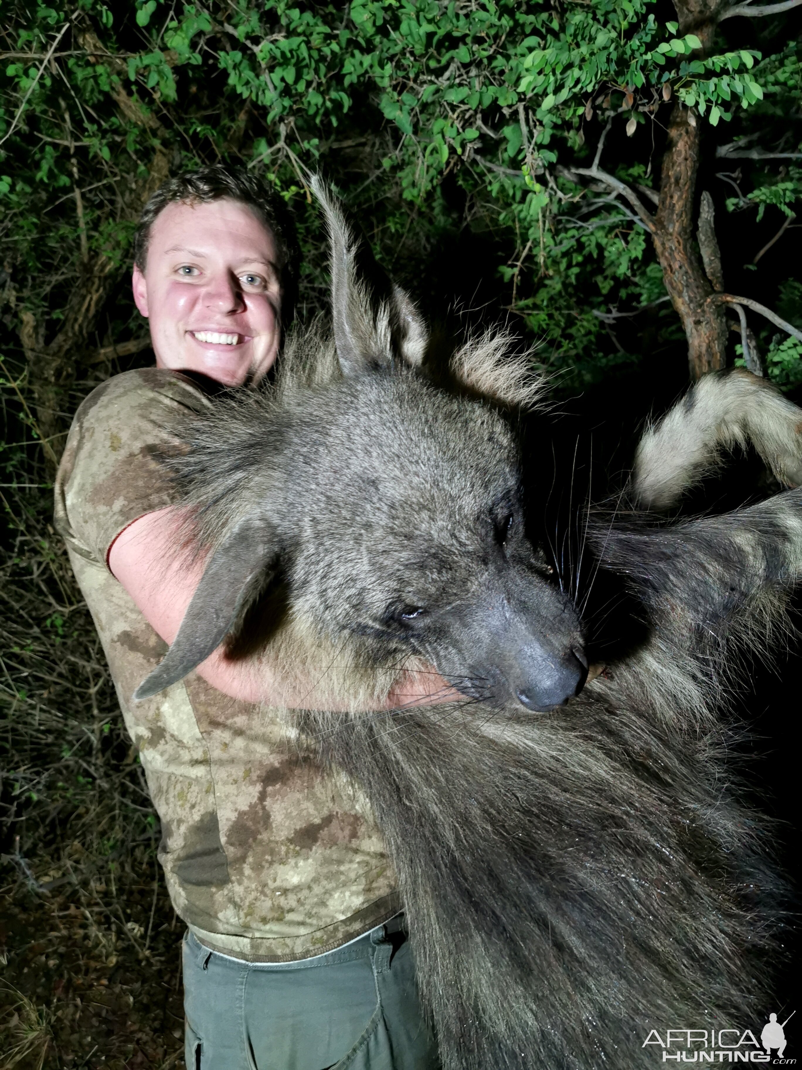 Brown Hyena Hunting South Africa