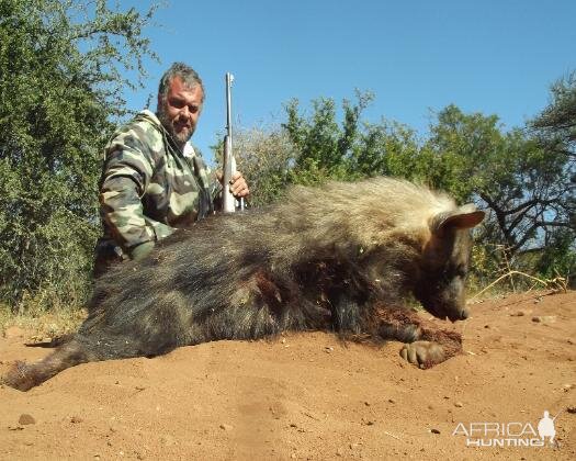 Brown Hyena Hunting Sunset Safaris