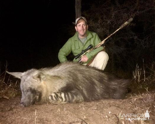 Brown Hyena Hunting Sunset Safaris