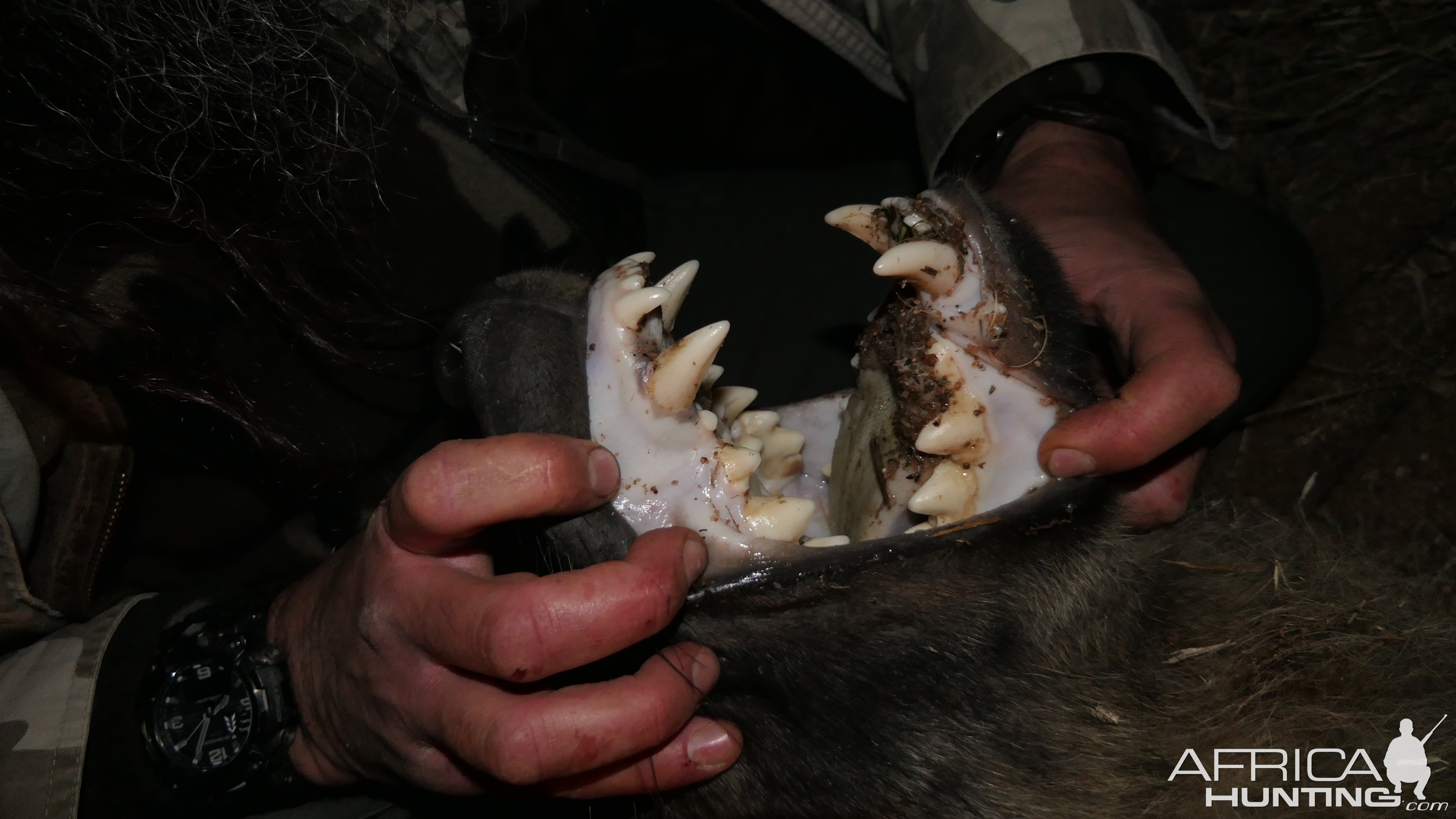 Brown Hyena Teeth South Africa
