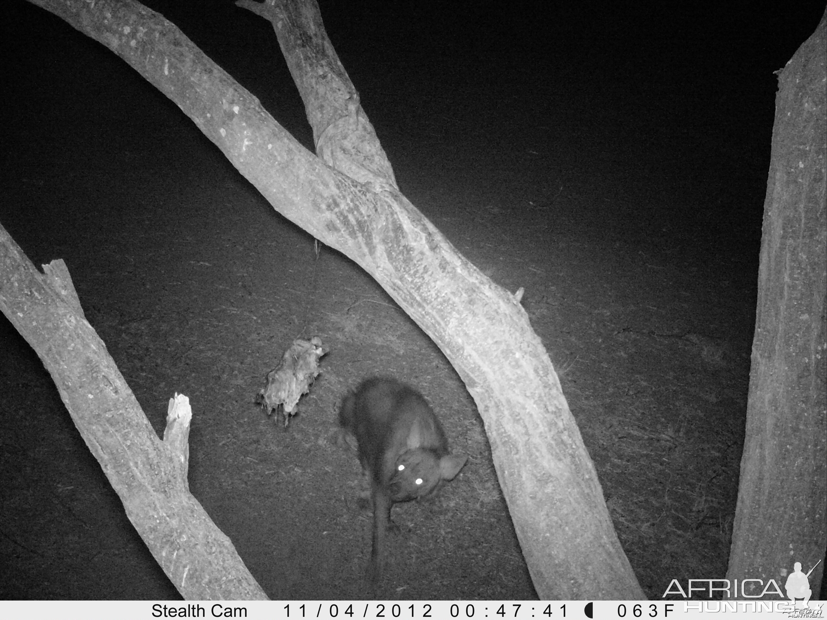 Brown Hyena