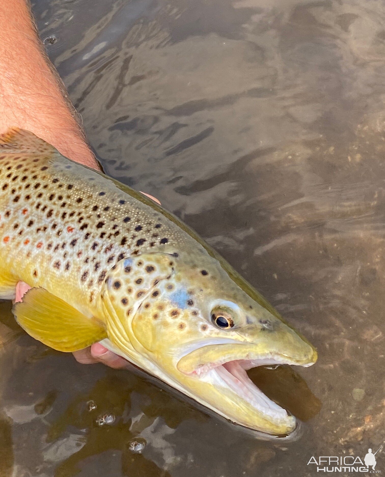 Brown Trout Fly Fishing Montana USA