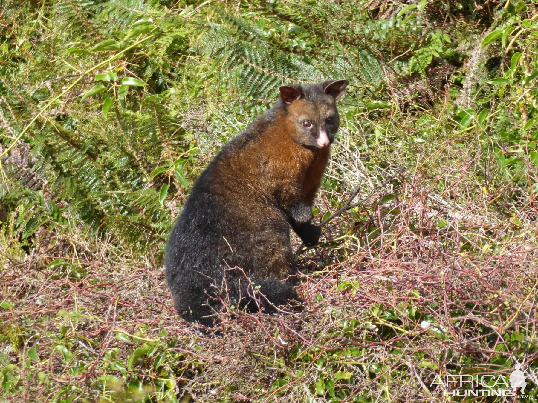 Brushtail Possum in New Zealand
