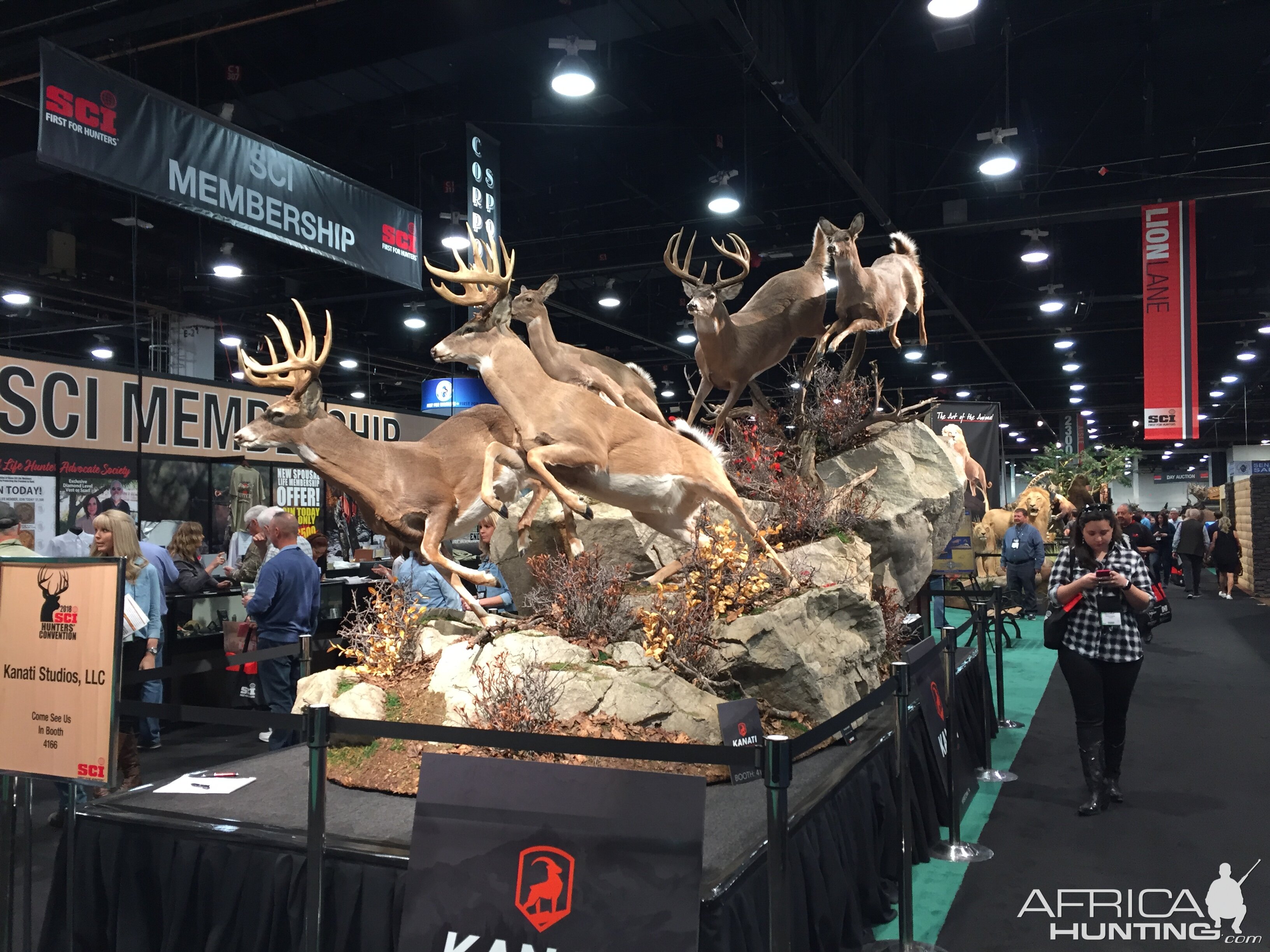 Buck Full Mount Taxidermy