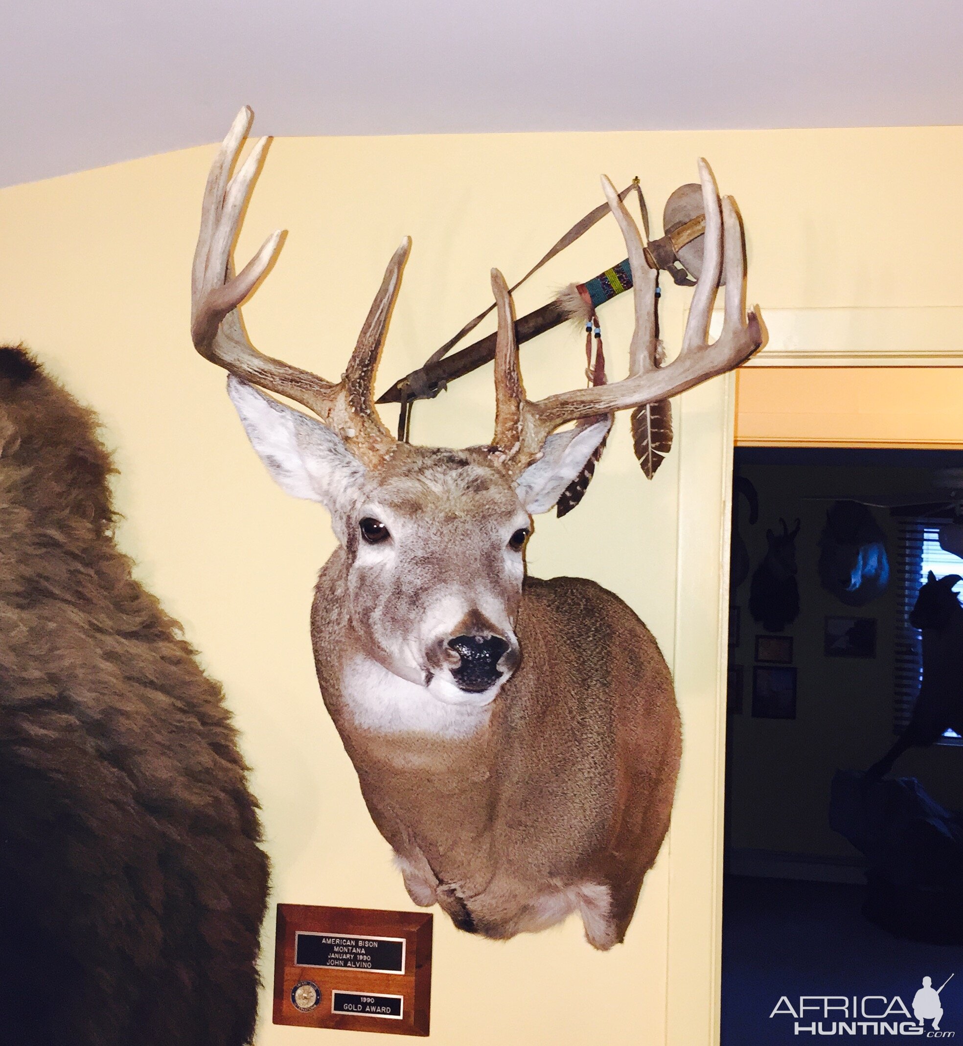 Buck Shoulder Mount Taxidermy