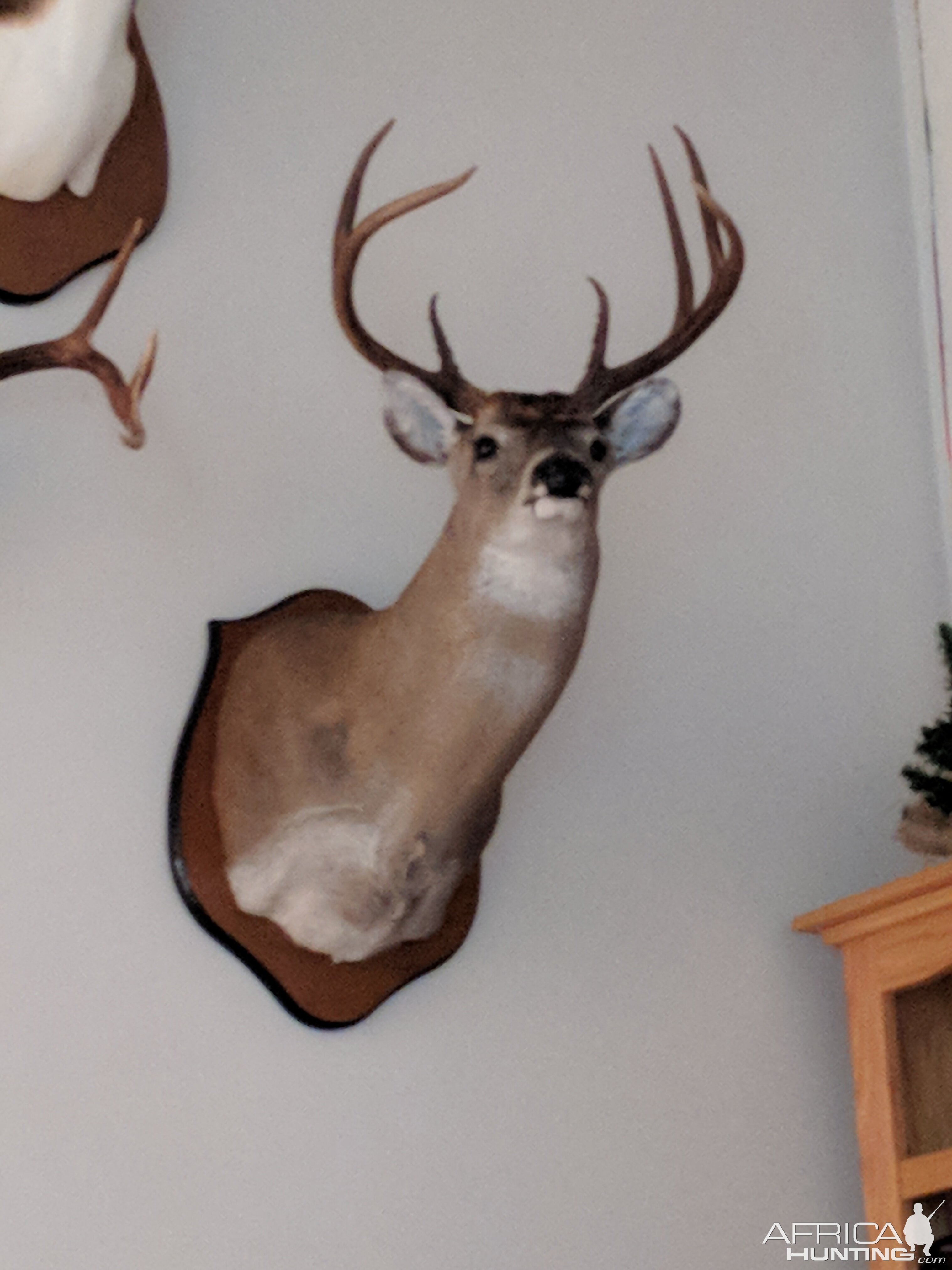 Buck Shoulder Mount Taxidermy