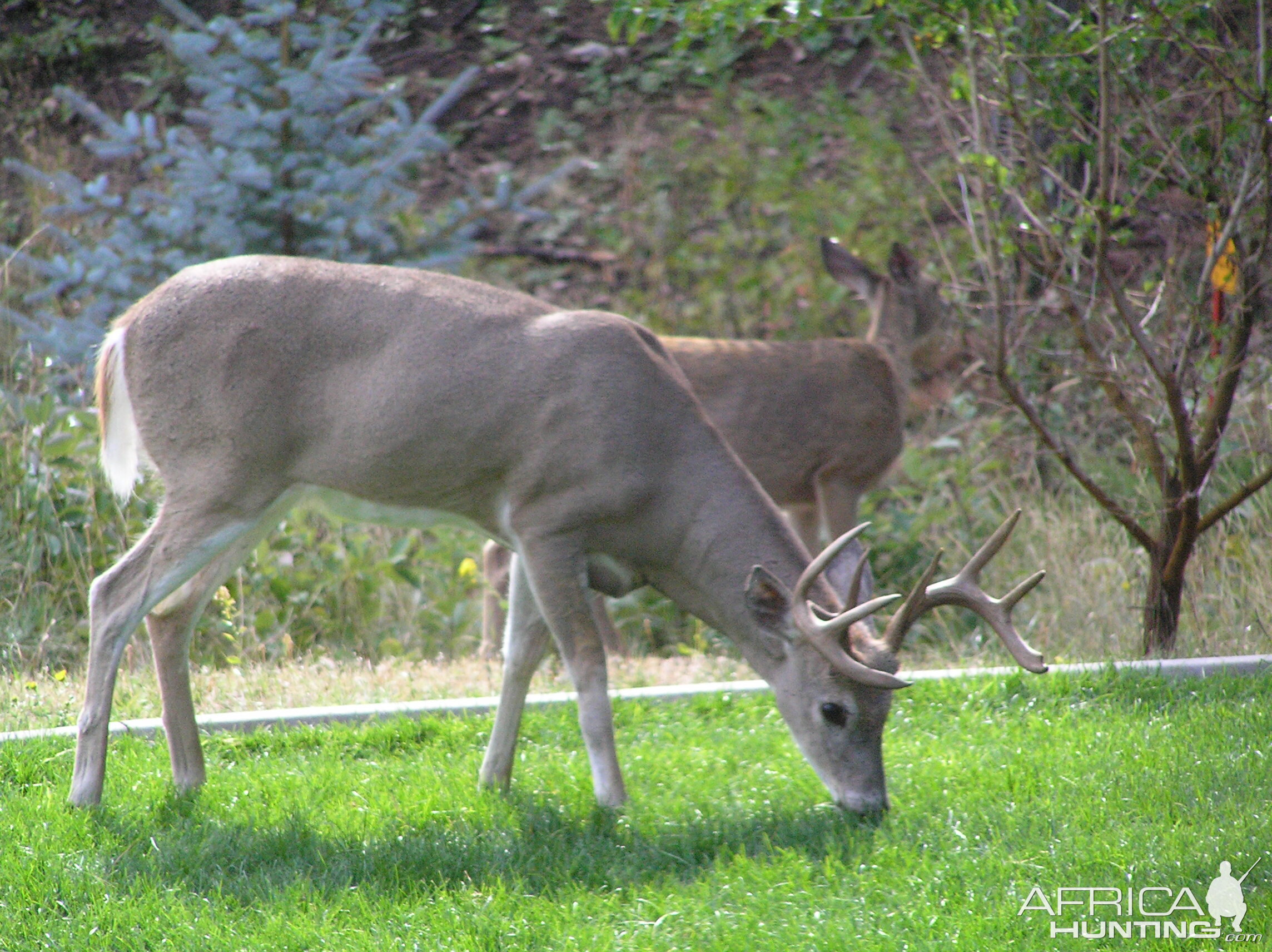 Buck South Dakota