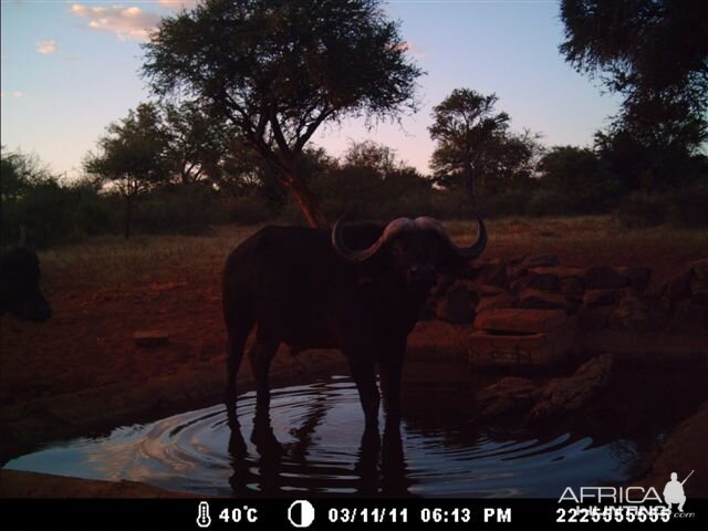 Buffalo at Tally Ho Game Ranch South Africa