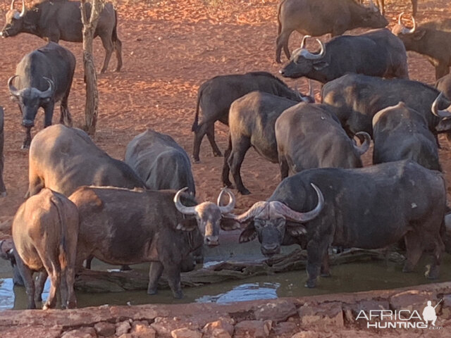 Buffalo At Waterhole South Africa