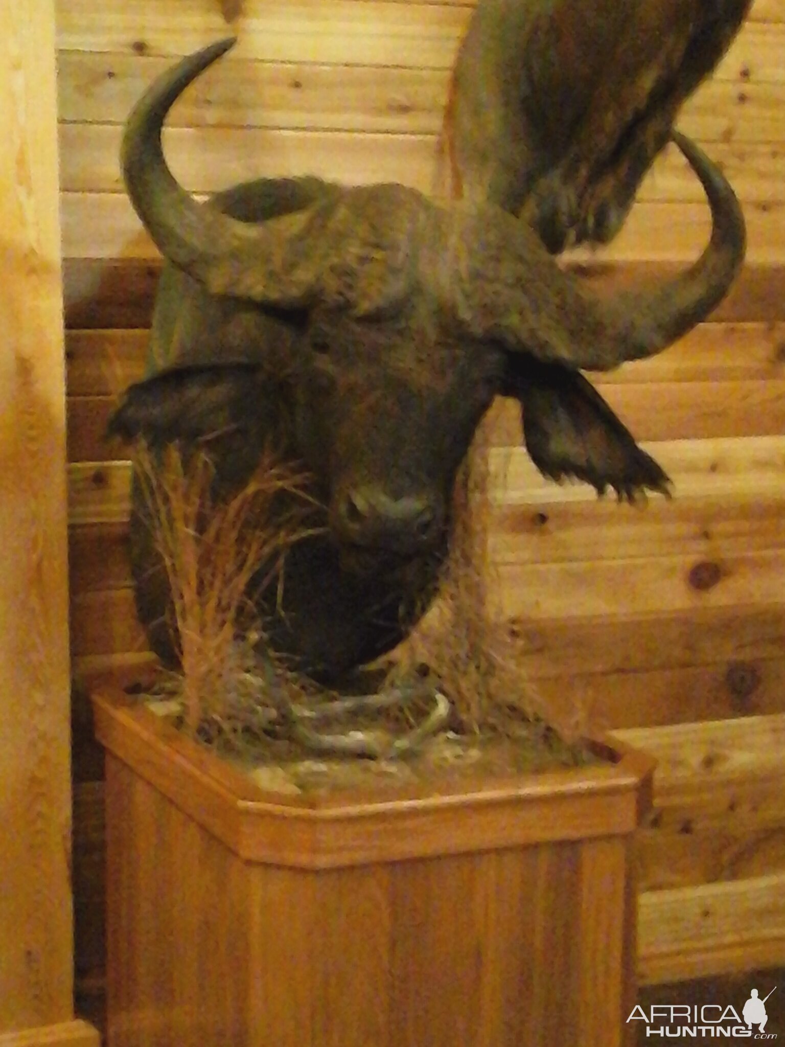 Buffalo back from taxidermy