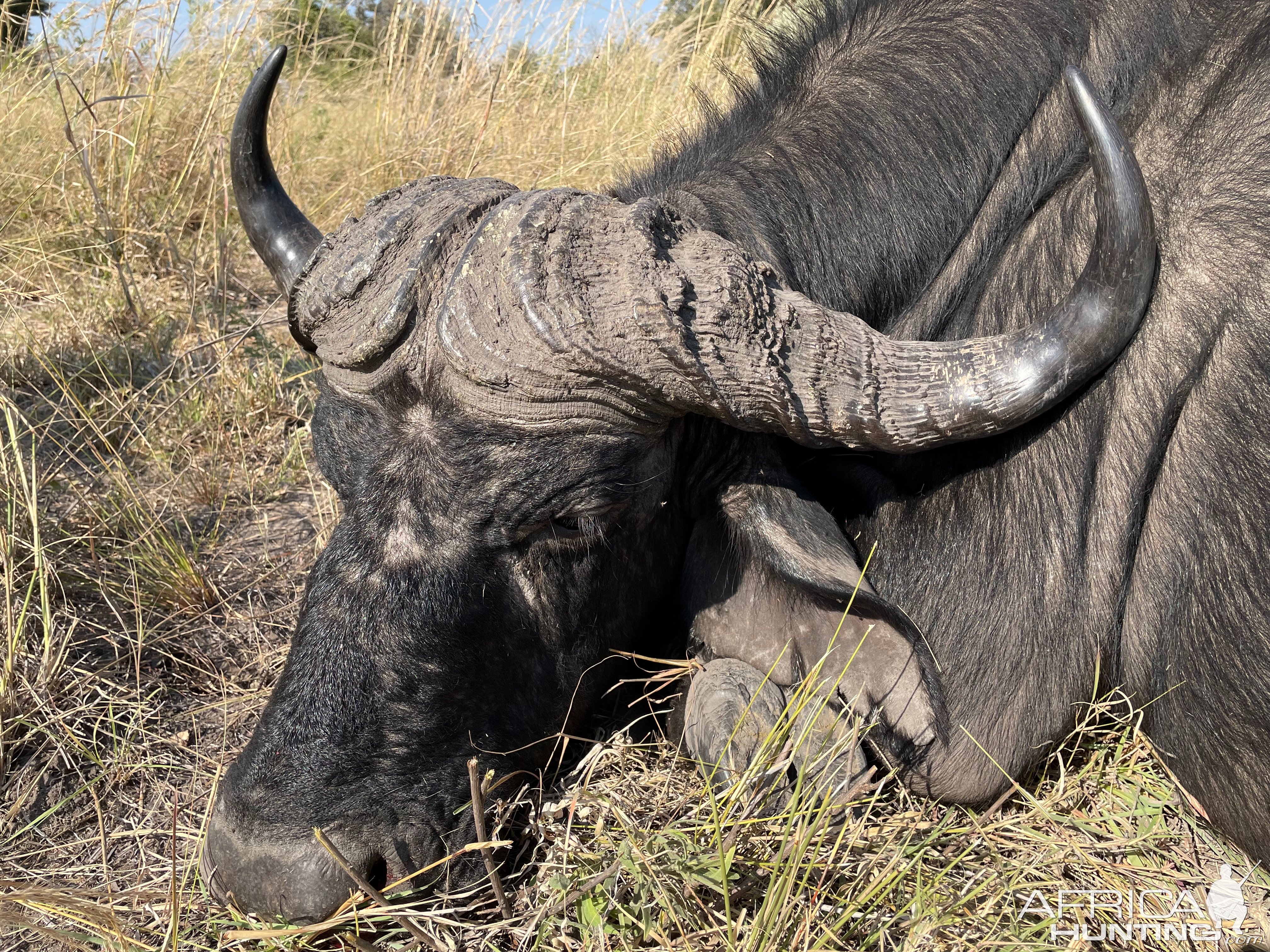 Buffalo Boss