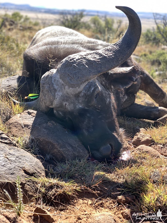 Buffalo Bow Hunt South Africa