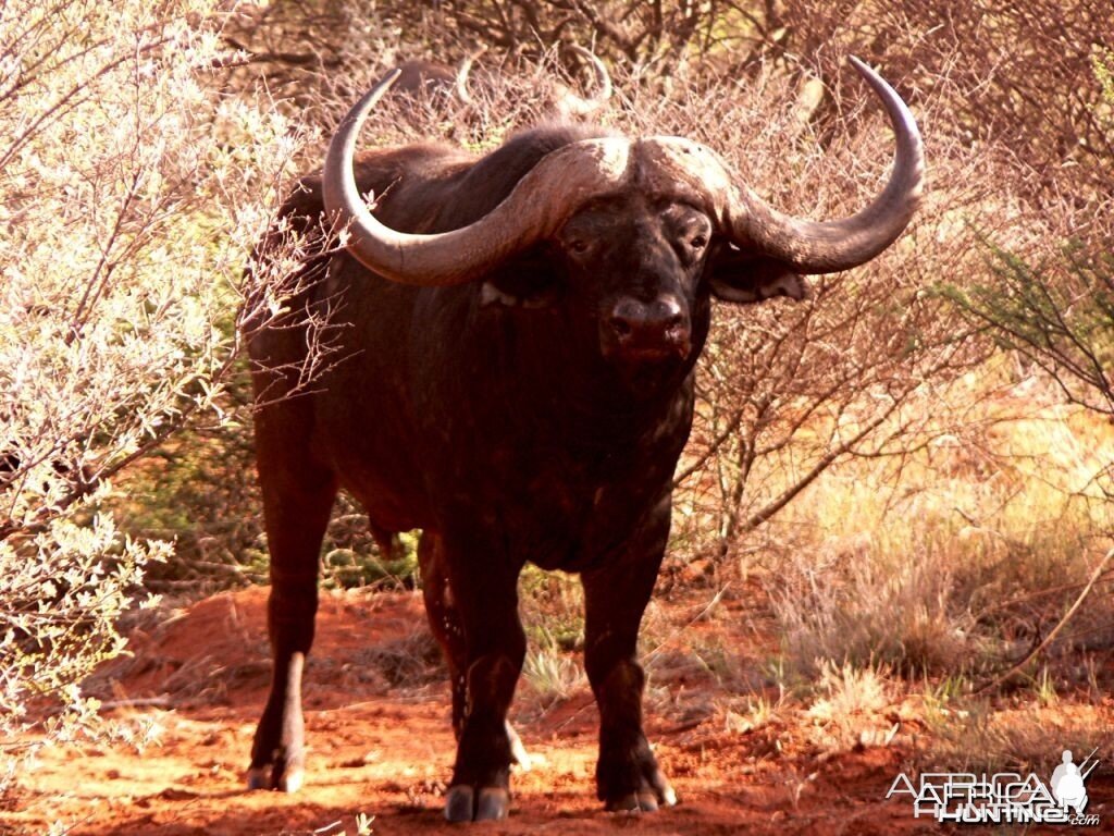 Buffalo Bull at Wintershoek Johnny Vivier Safaris in SA