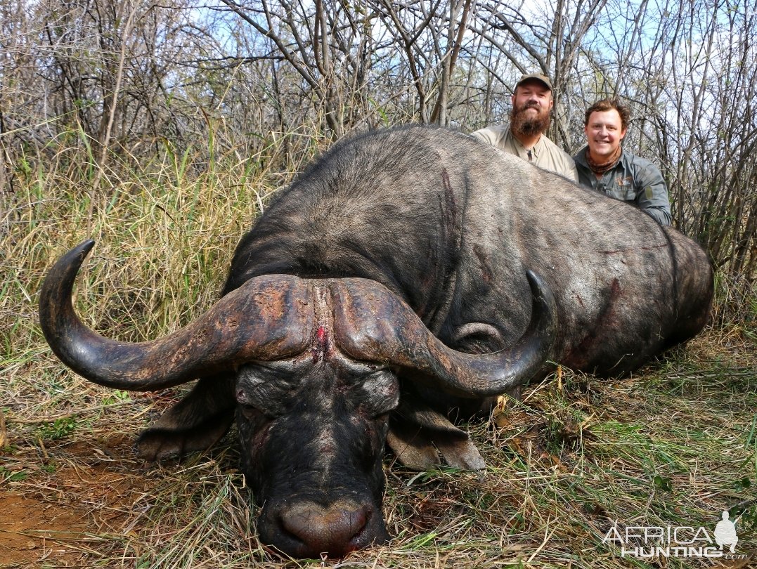 Buffalo Bull Hunt South Africa