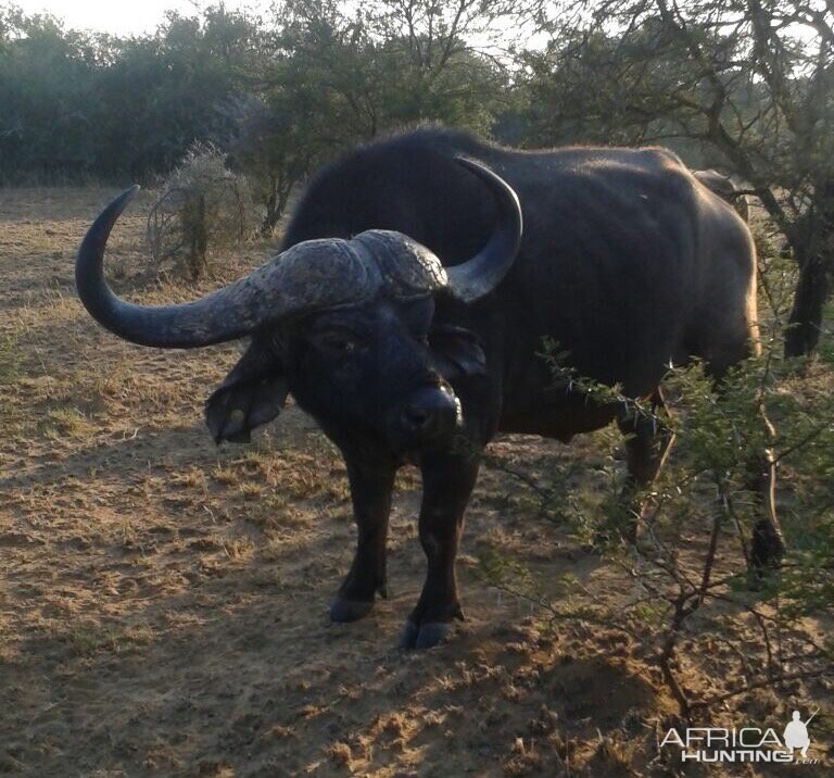Buffalo Bull South Africa