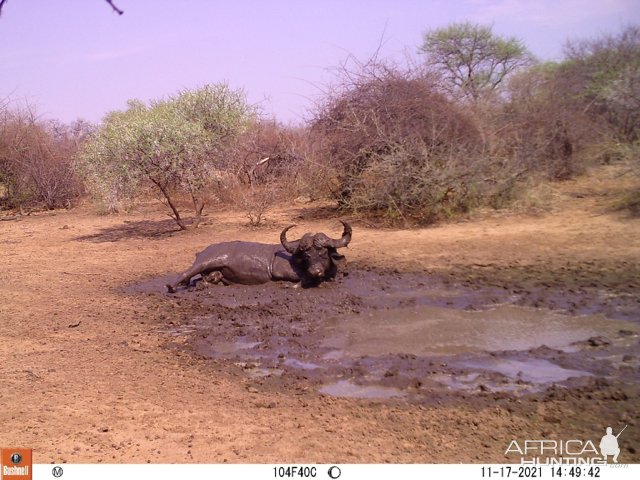 Buffalo Bull Trail Camera South Africa