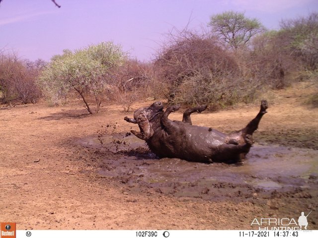 Buffalo Bull Trail Camera South Africa