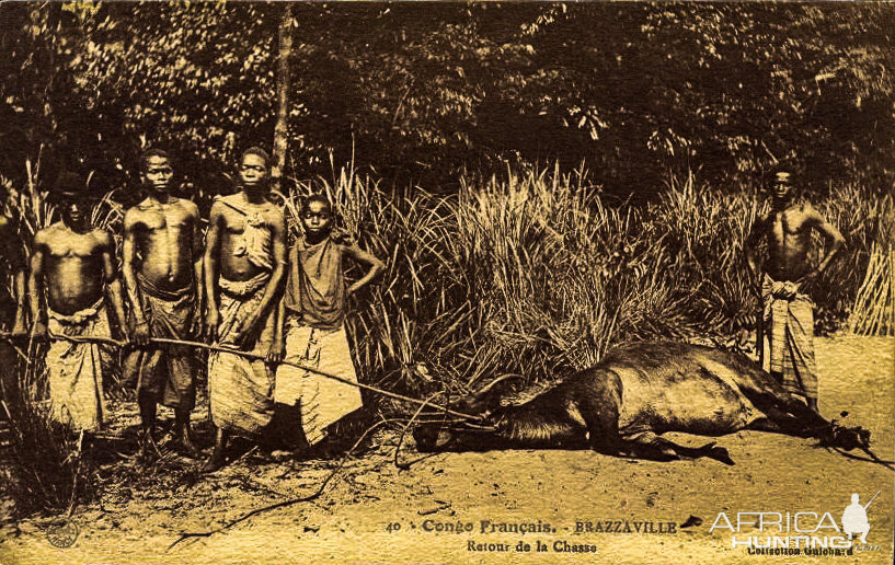 Buffalo Congo Hunt