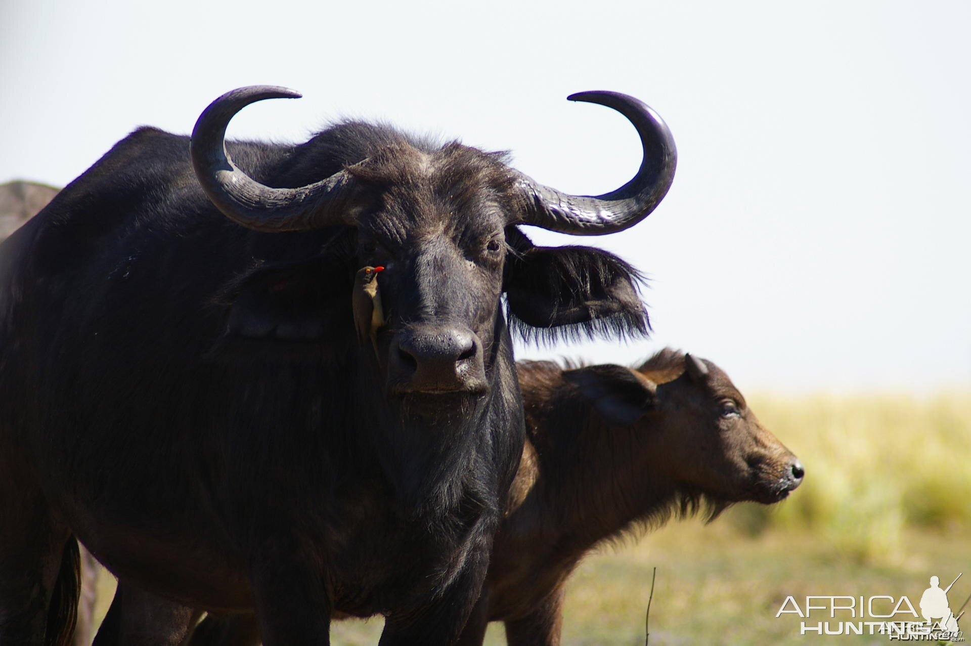 Buffalo cow and young