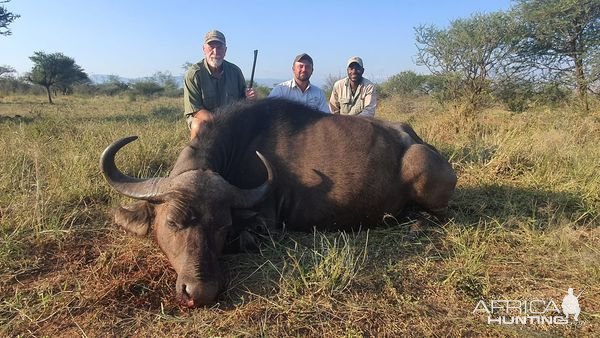 Buffalo Cow Hunt Limpopo Province South Africa