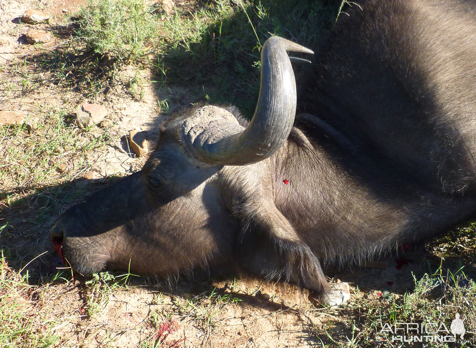 Buffalo Cow Hunting Grahamstown South Africa