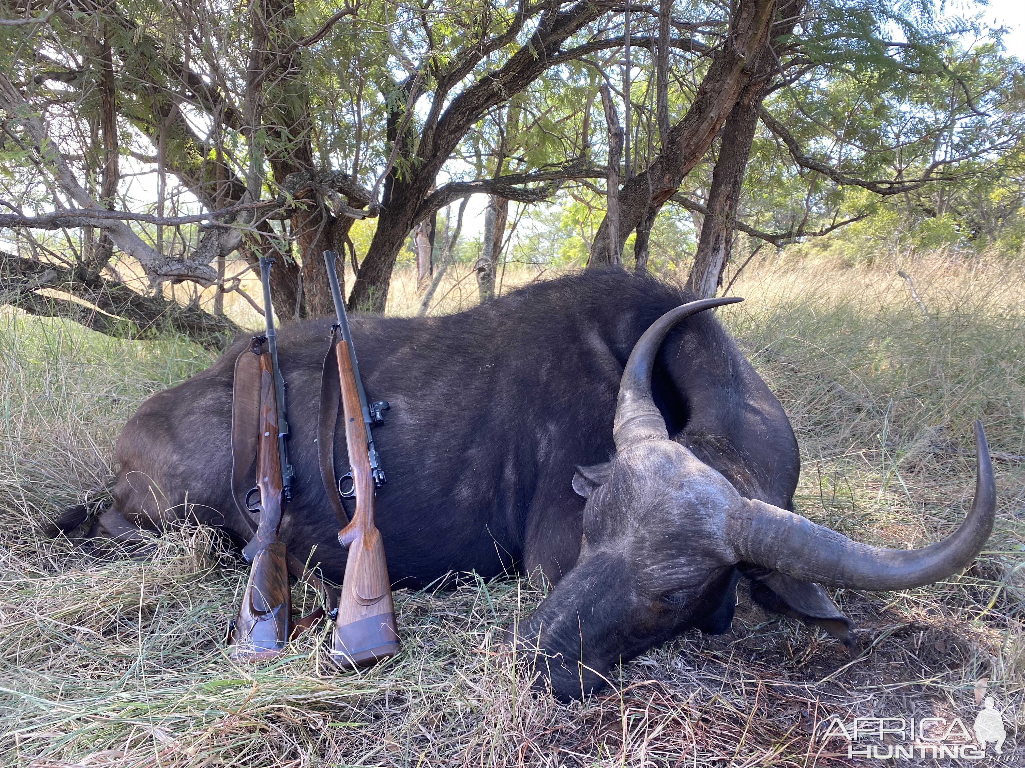 Buffalo cow hunting in South Africa