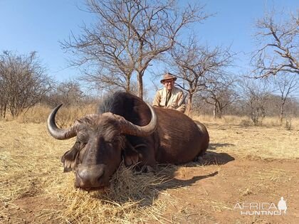 Buffalo Cow Hunting Limpopo South Africa