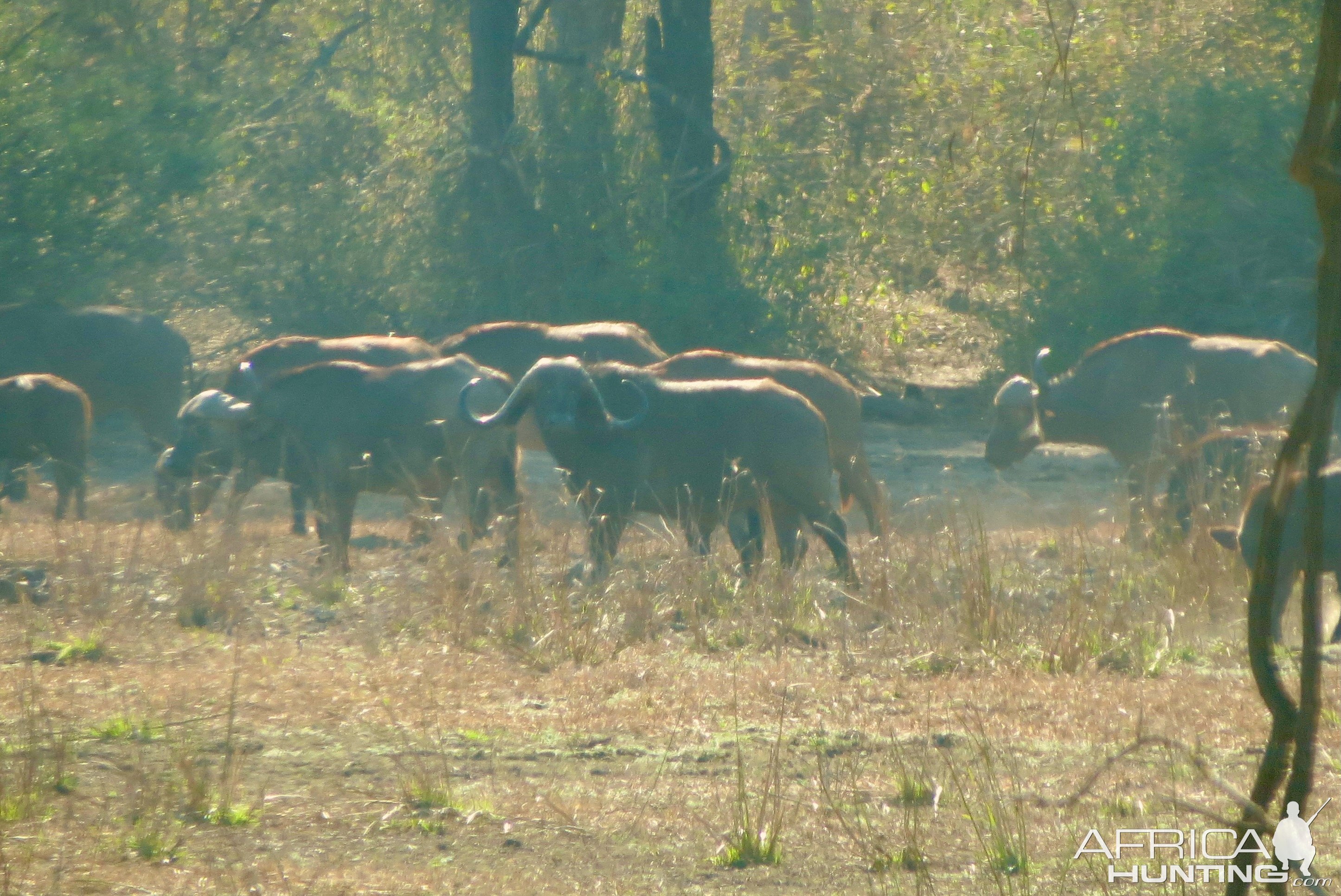 Buffalo Cows