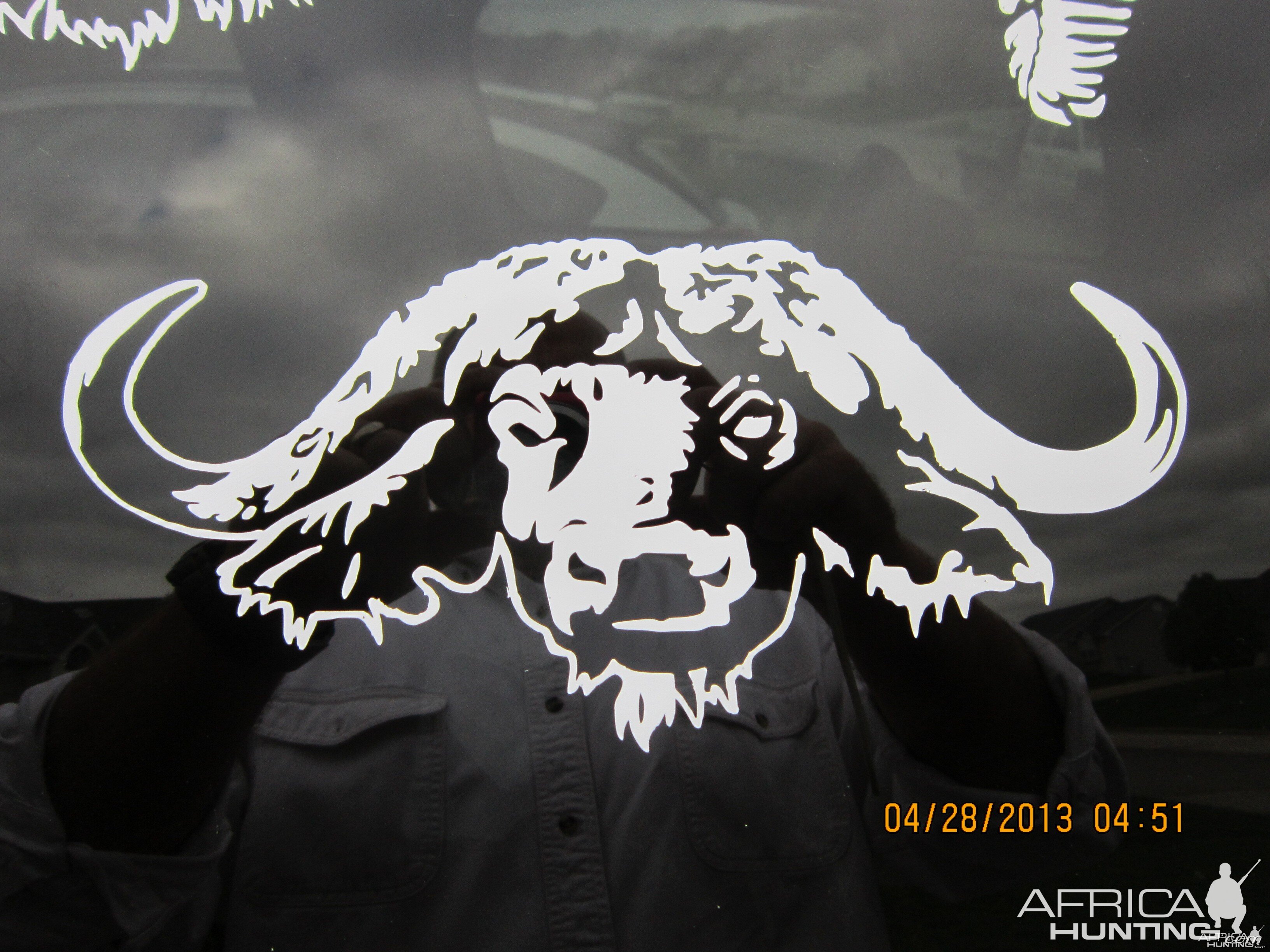 Buffalo Decal Stickers