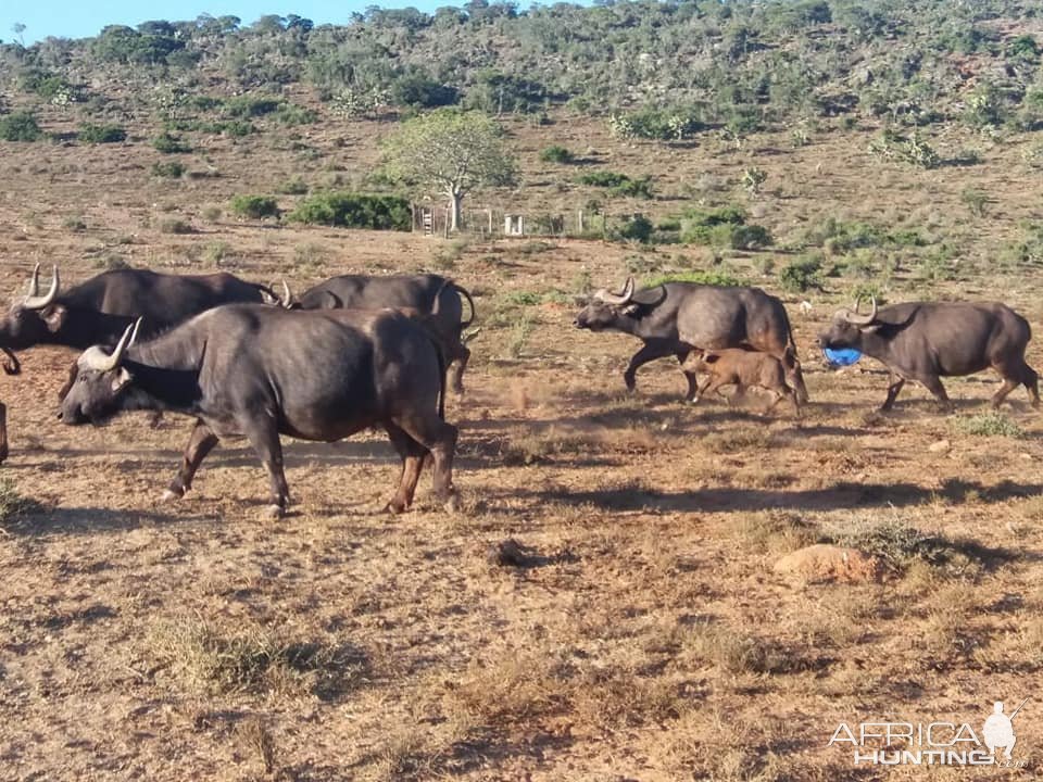 Buffalo Eastern Cape South Africa