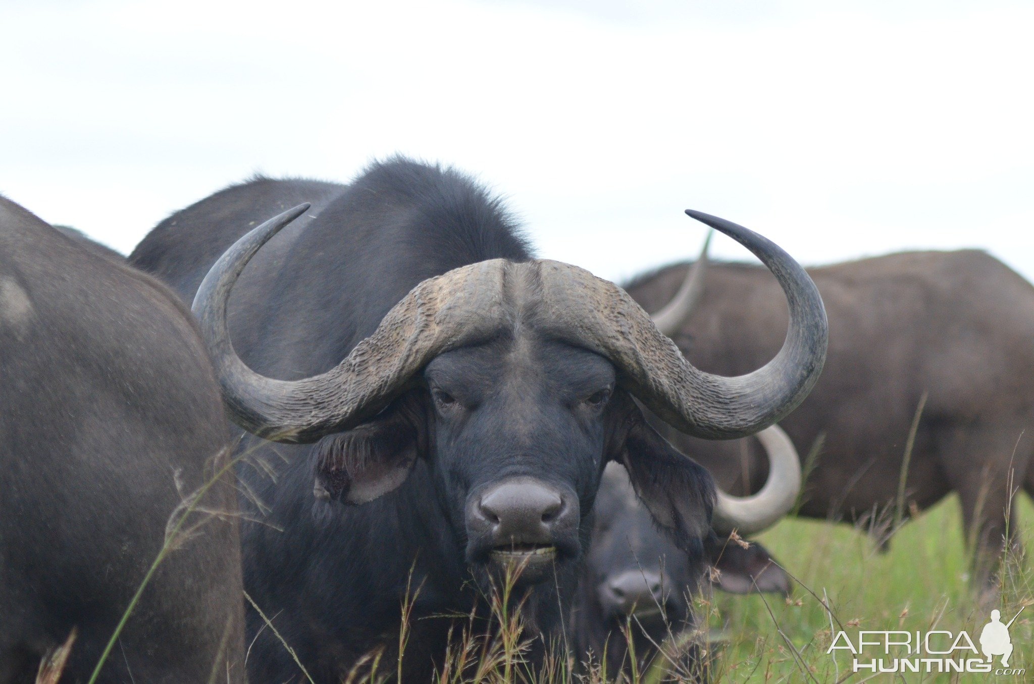 Buffalo Eastern Cape South African.jpg