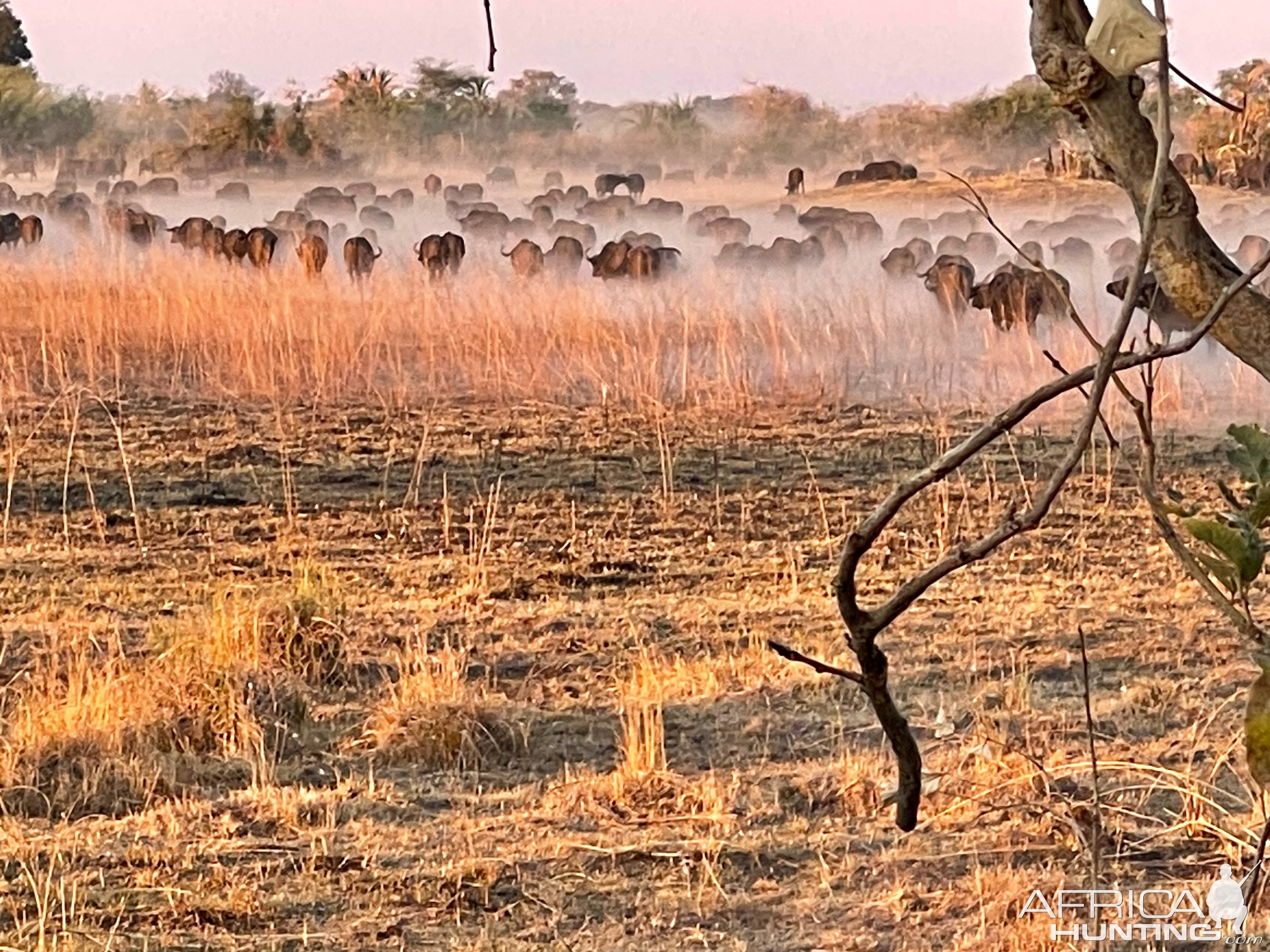 Buffalo Herd Namibia