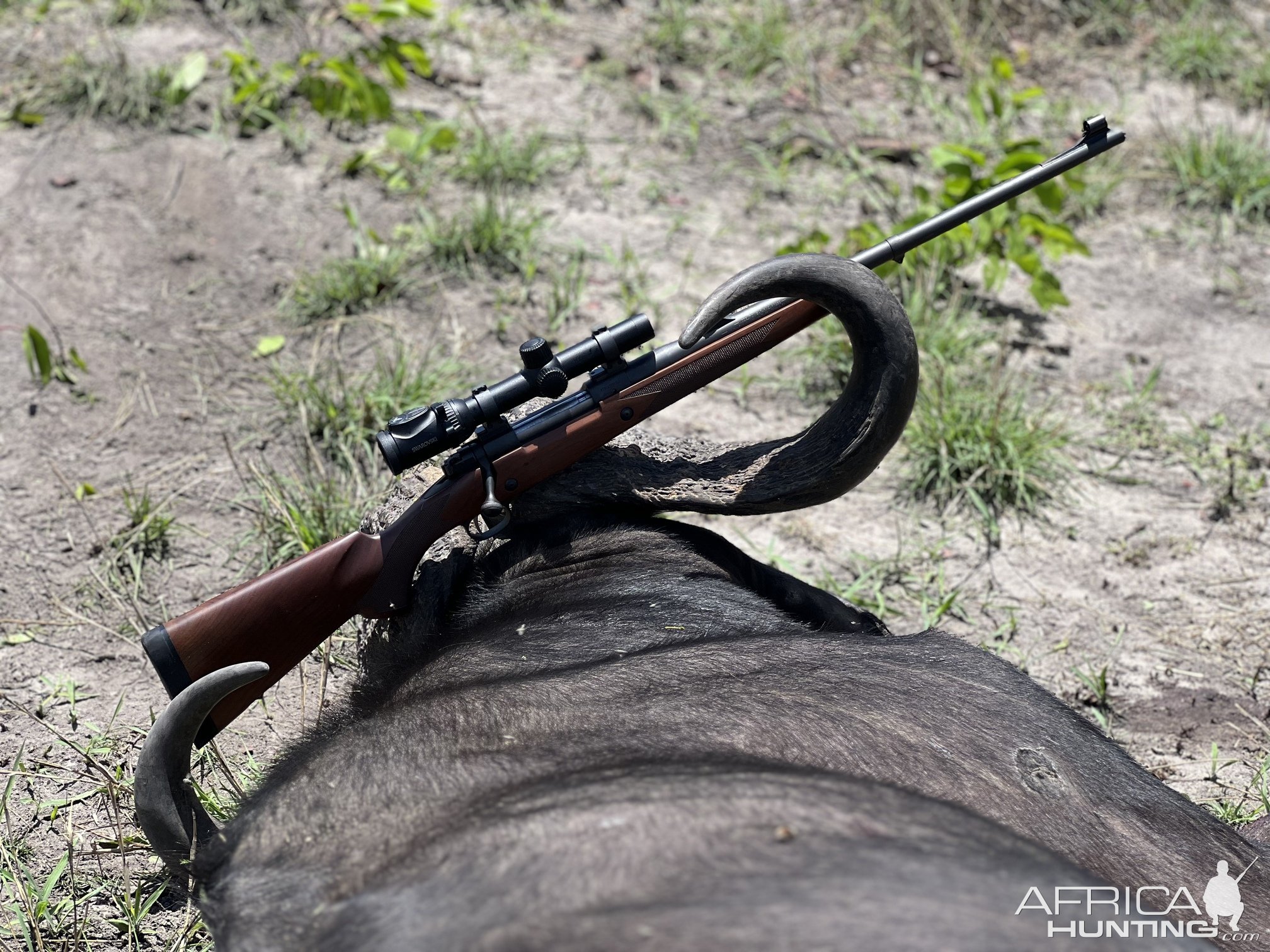 Buffalo Hunt Caprivi Namibia