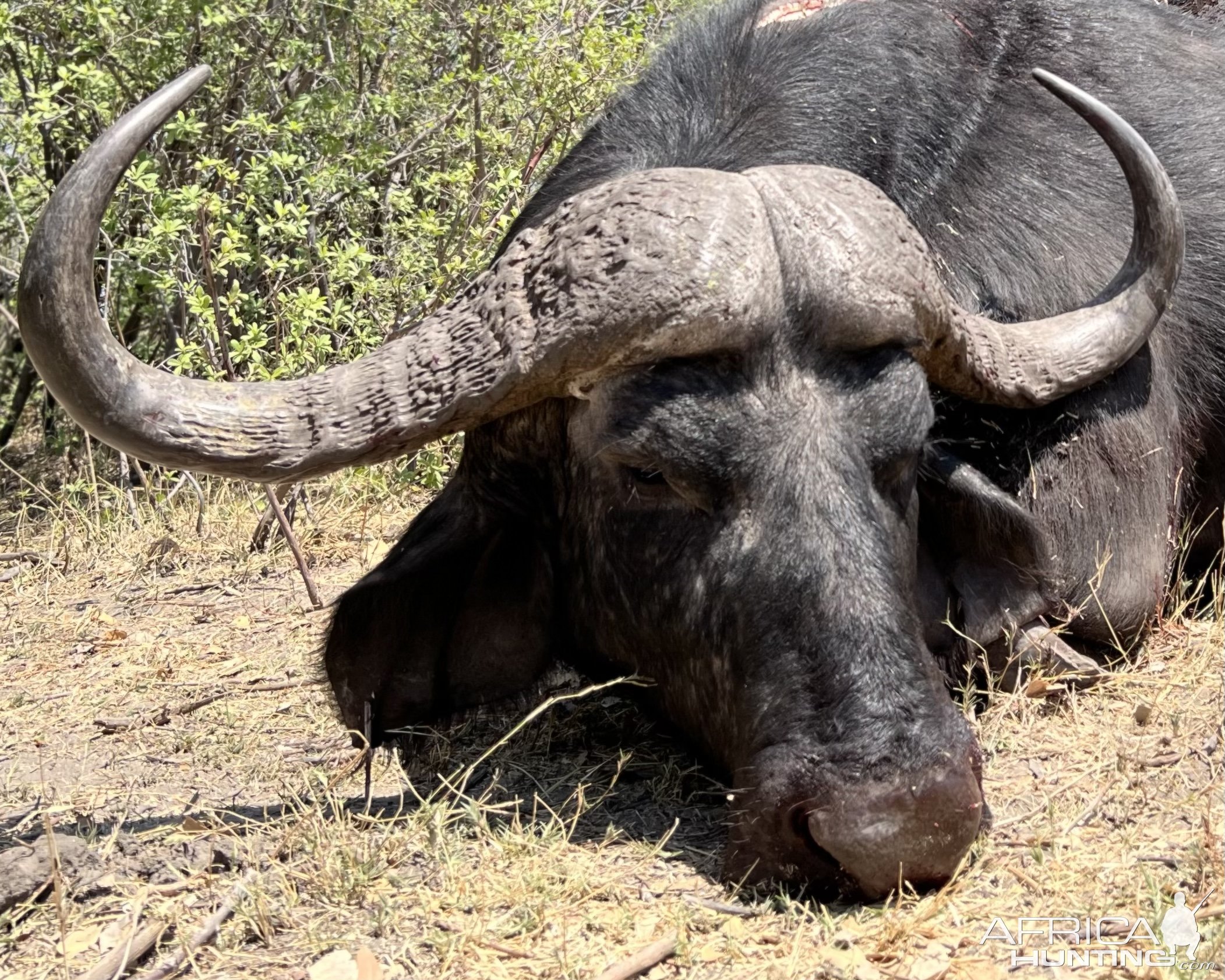 Buffalo Hunt Caprivi Namibia