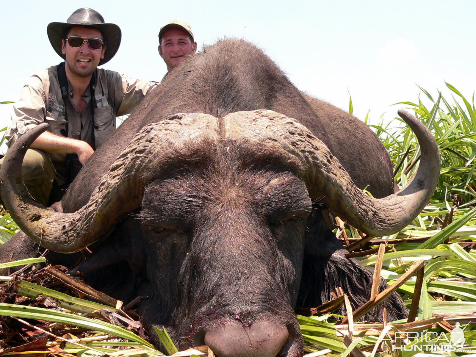 Buffalo Hunt in Mozambique