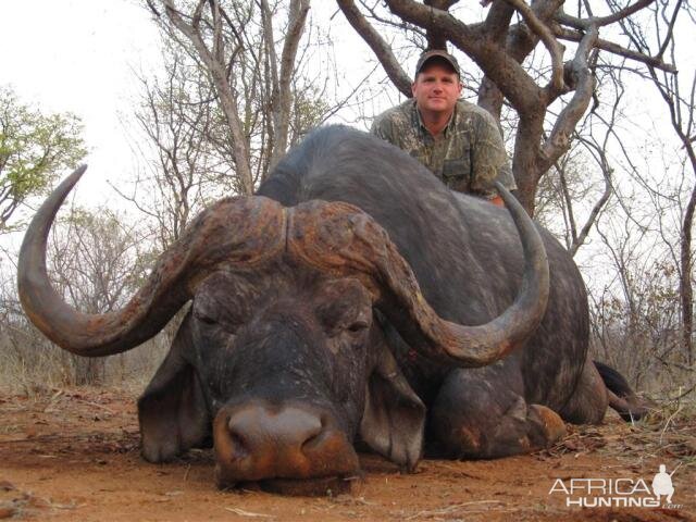 Buffalo Hunt in Save Valley Conservancy Zimbabwe