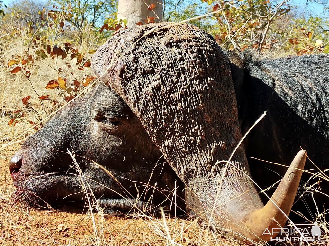 Buffalo Hunt Limpopo South Africa