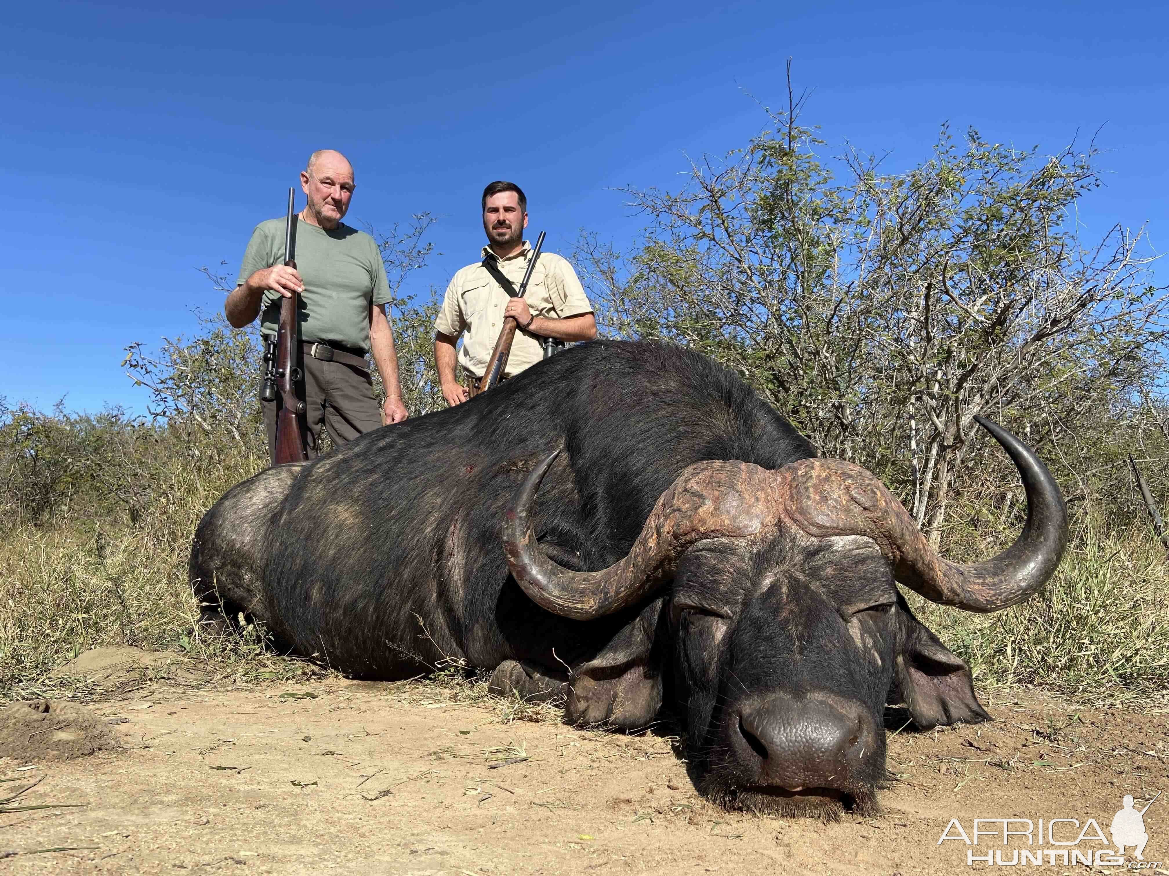 Buffalo Hunt Limpopo South Africa