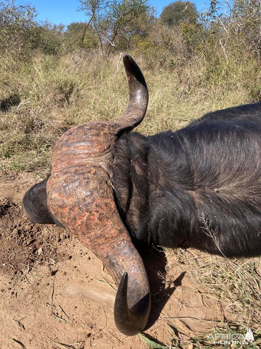 Buffalo Hunt Limpopo South Africa