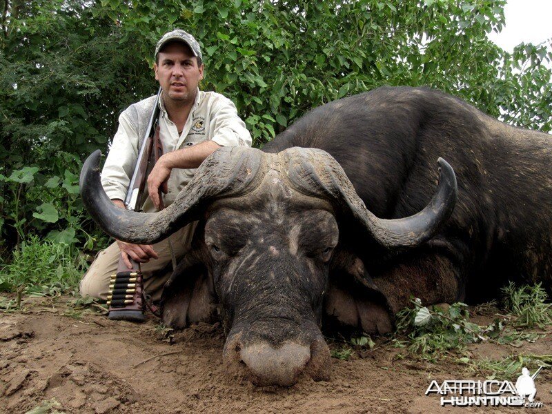 Buffalo hunt on Limpopo river Zimbabwe