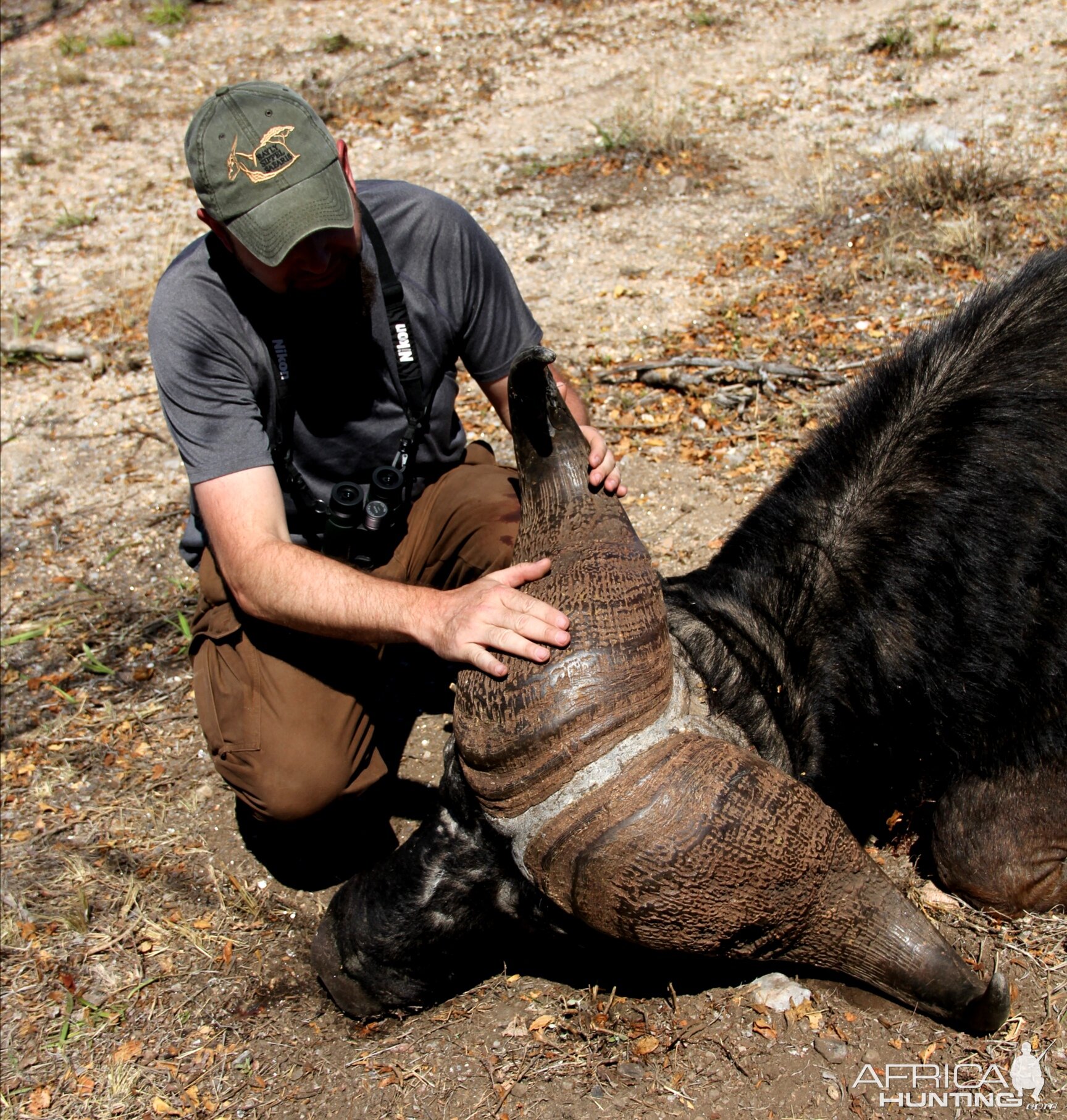 Buffalo Hunt South Africa