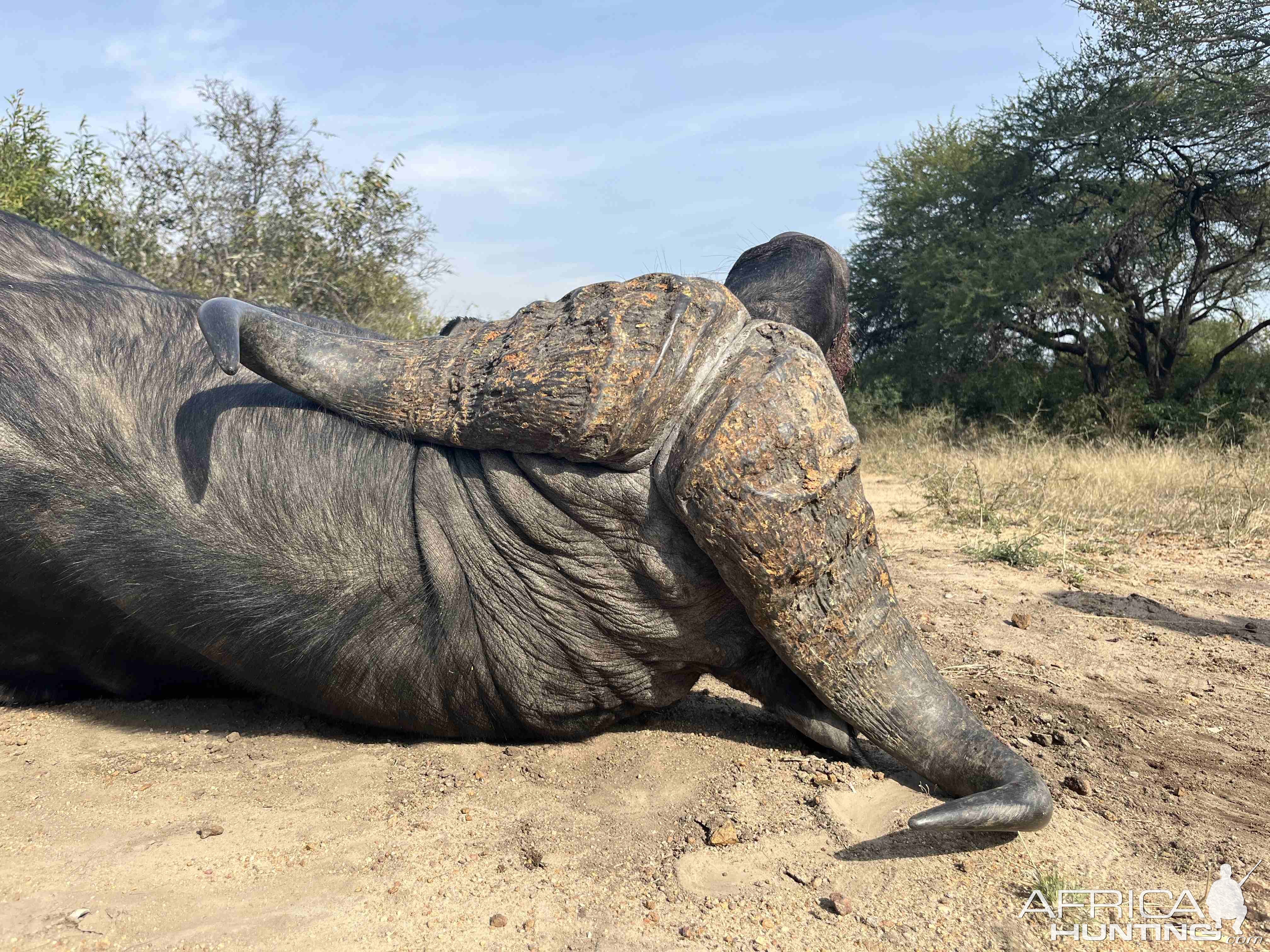 Buffalo Hunt South Africa