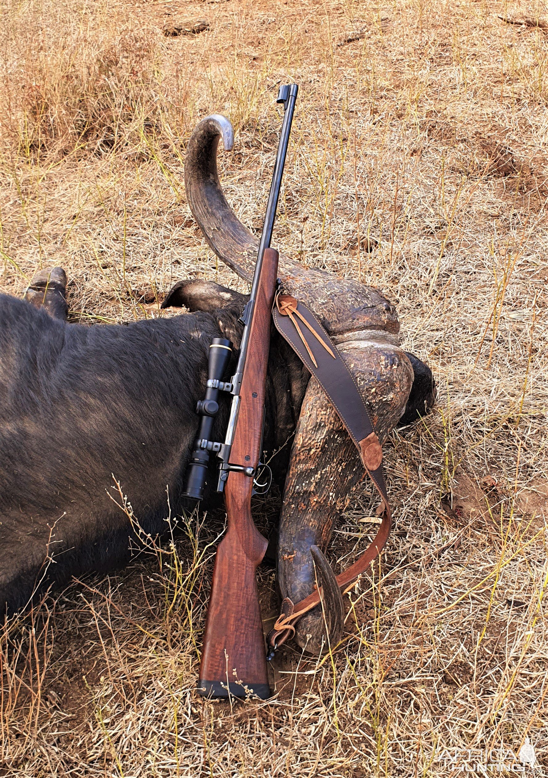 Buffalo Hunt, Thabazimbi, Limpopo