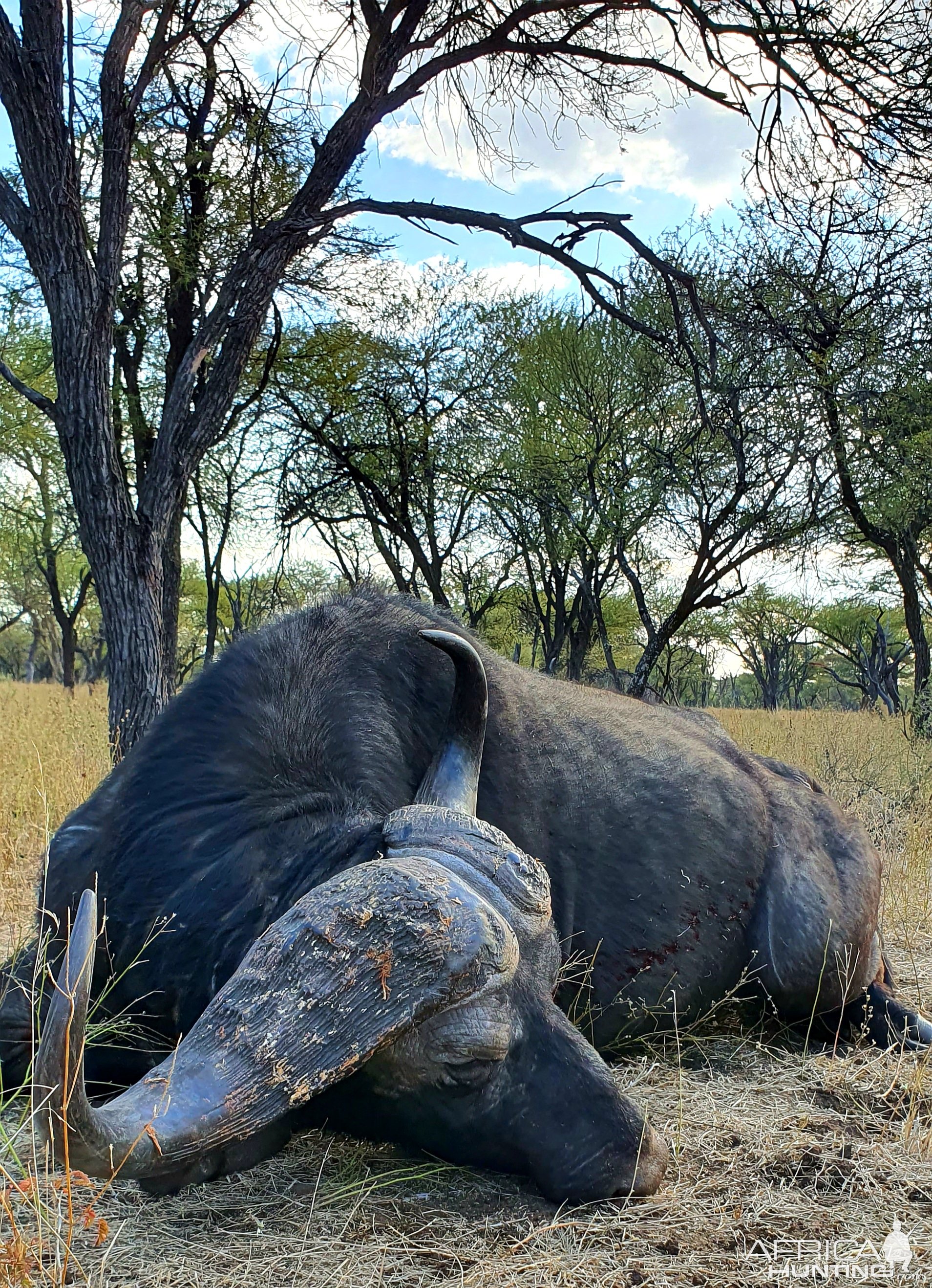 Buffalo Hunt, Thabazimbi, Limpopo