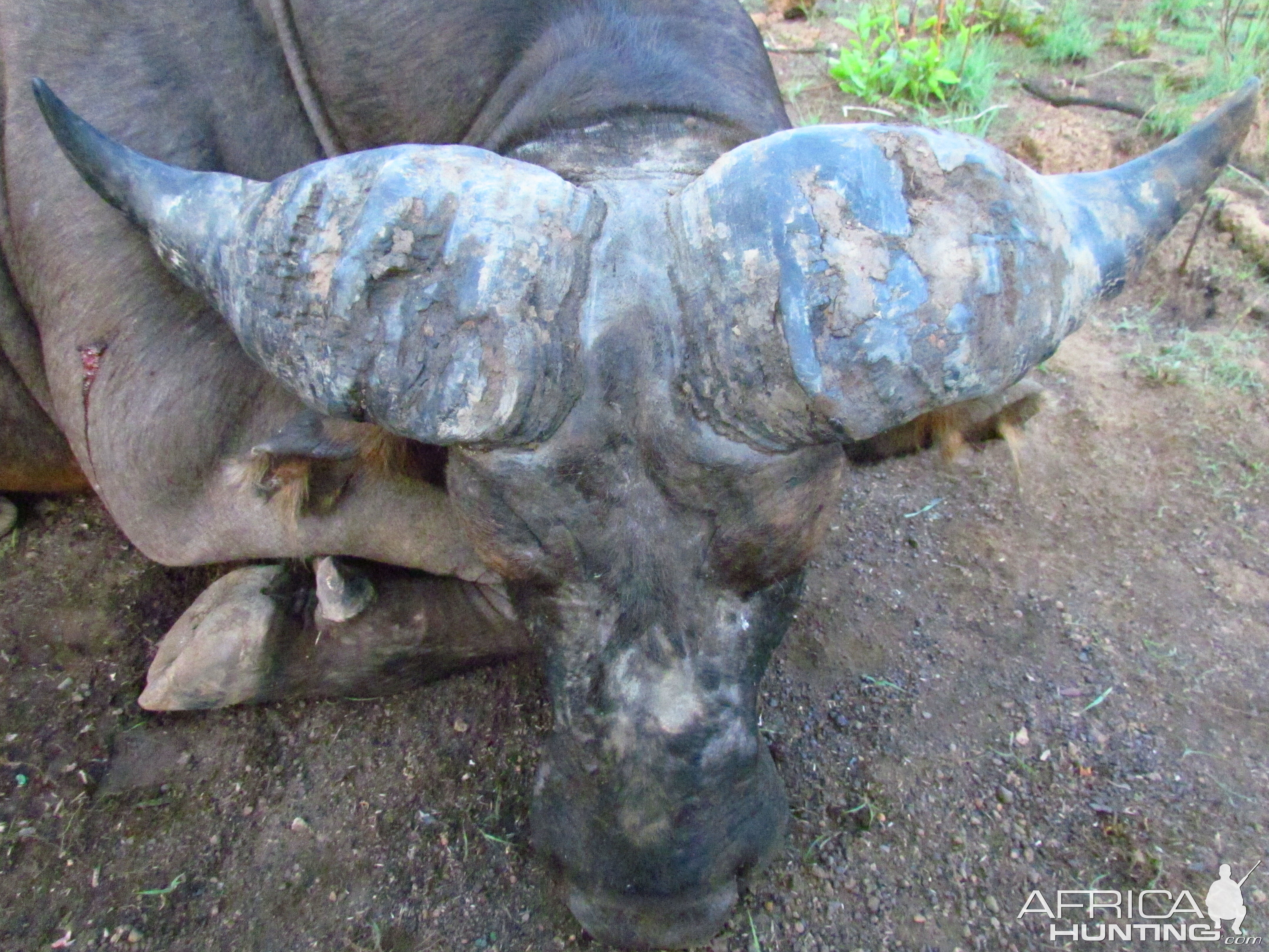 Buffalo hunt with CAWA in CAR