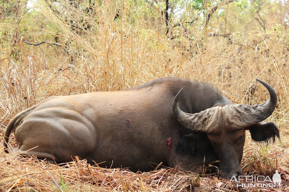 Buffalo hunt with CAWA in CAR